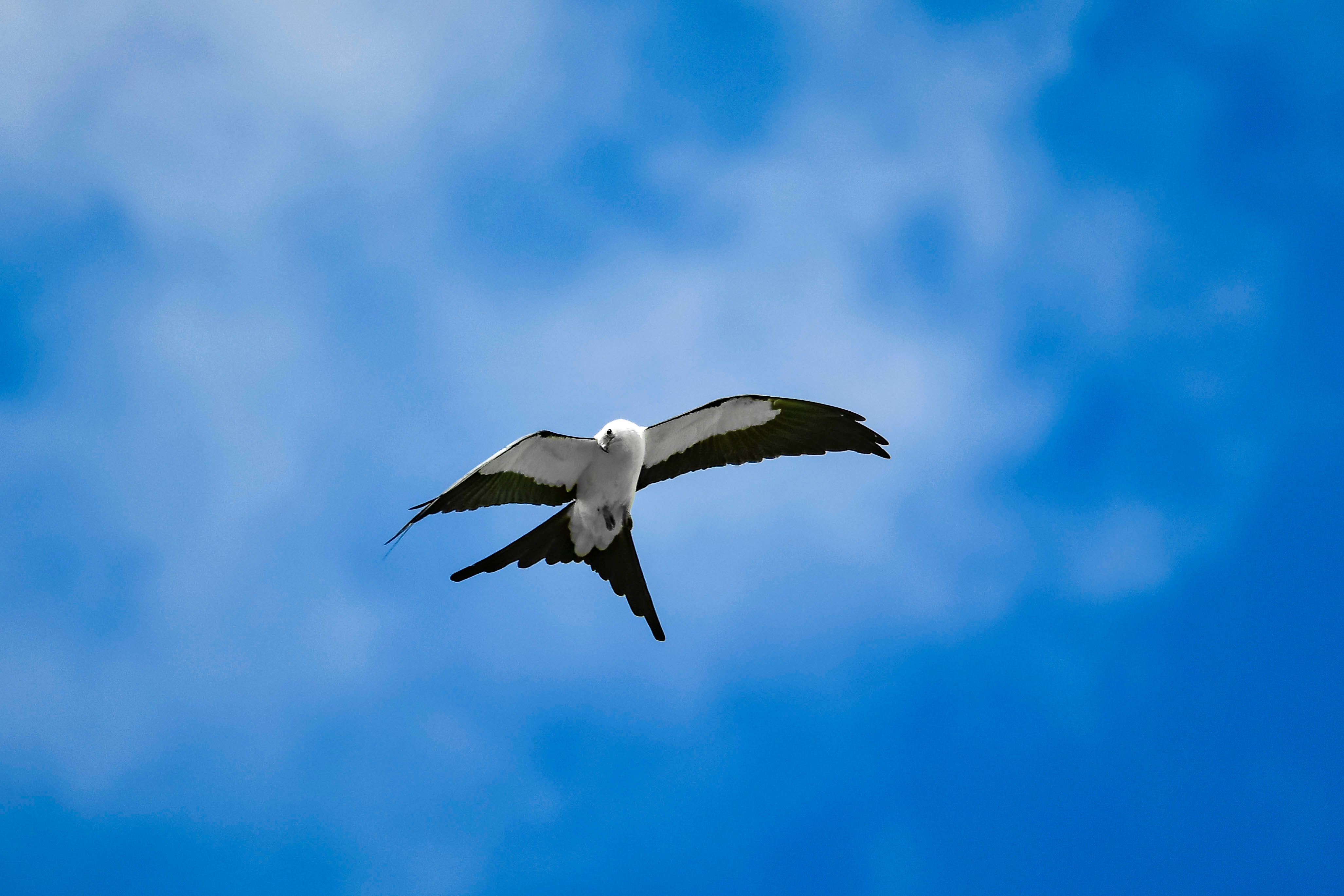 A black and white raptor in flight 